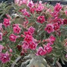 2 seeds Rosy Adenium Obesum IRIN Desert Rose Flowers Seeds