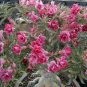2 seeds Rosy Adenium Obesum IRIN Desert Rose Flowers Seeds