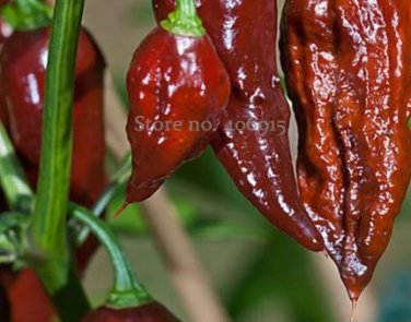 10 seeds Bhut jolokia Indian Dark Red Naga Jolokia Pepper