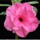 2 seeds Rosy Adenium Obesum Hassadee Pink Desert Rose Flowers Seeds