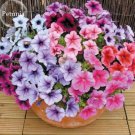 100 seeds Rare Bonsai Mixed Purple Pink Red White Colors Petunia Superbissima Mixed