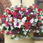 100 seeds Rare Bonsai Mixed Purple Pink Red White Colors Petunia Superbissima Mixed