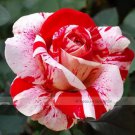 50 seeds New Pink Rose Red Strip Shrub Flower Seeds