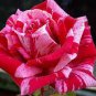 50 seeds New Pink Rose Red Strip Shrub Flower Seeds