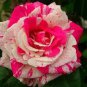 50 seeds New Pink Rose Red Strip Shrub Flower Seeds