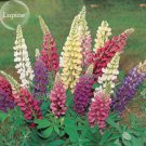 20 seeds Rare Beautiful Mixed Colorful Dull Ice Lupine Flowers