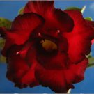 2 seeds Rosy Adenium Obesum Black Red Desert Rose Flowers Seeds