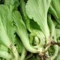 30 seeds Heirloom Organic Green Leaf Mustard Brassica juncea Vegetables