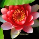 1 seeds  'Bride' Red Lotus Flower Water Lily Flower Aquatic Plants