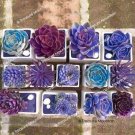 100 seeds Mixed Bonsai Purple Succulent Plant Seed