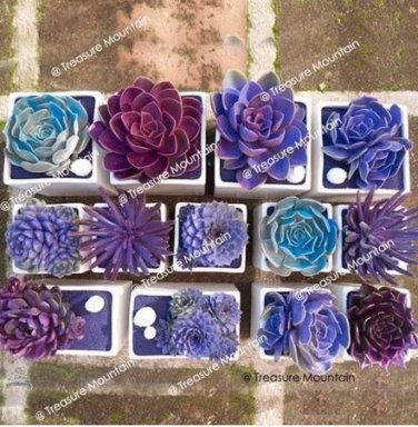 100 seeds Mixed Bonsai Purple Succulent Plant Seed