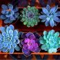 100 seeds Mixed Bonsai Purple Succulent Plant Seed