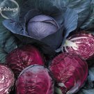 100 seeds Red Drumhead Cabbage Organic Vegetables