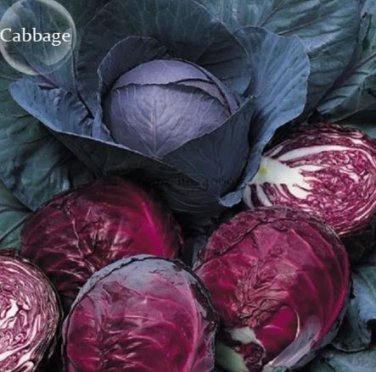 100 seeds Red Drumhead Cabbage Organic Vegetables