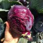 100 seeds Red Drumhead Cabbage Organic Vegetables