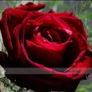 50 seeds Thin Leaves Blood Red Flowers Rare Heirloom Rose Flower Seed