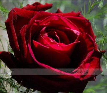50 seeds Thin Leaves Blood Red Flowers Rare Heirloom Rose Flower Seed