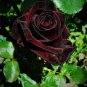 50 seeds Thin Leaves Blood Red Flowers Rare Heirloom Rose Flower Seed