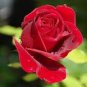 50 seeds Thin Leaves Blood Red Flowers Rare Heirloom Rose Flower Seed