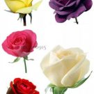 50 seeds Rare 8 Types of Colorful Valentine's Romantic Rose Flower
