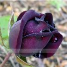 50 seeds Purple Red Rose Flower Rarest Rose Garden Seed