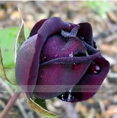 50 seeds Purple Red Rose Flower Rarest Rose Garden Seed