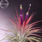 5 seeds Tillandsia ionantha Guatamala