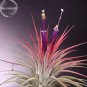 5 seeds Tillandsia ionantha Guatamala