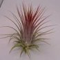 5 seeds Tillandsia ionantha Guatamala