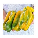 100 seeds Rare Yellow Monster Sweet Pepper Seeds