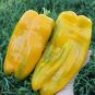 100 seeds Rare Yellow Monster Sweet Pepper Seeds