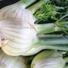 30 seeds Organic Spherical Fennel Herbal Vegetables