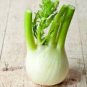 30 seeds Organic Spherical Fennel Herbal Vegetables