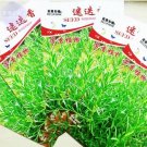 5 seeds Rosemary Rosmarinus officinalis Herbs Seeds