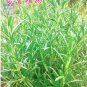 5 seeds Rosemary Rosmarinus officinalis Herbs Seeds