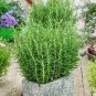 5 seeds Rosemary Rosmarinus officinalis Herbs Seeds