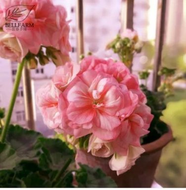 10 seeds Geranium Purely Pink Double Petals Dense Ball-shaped Perennial Bonsai Flowers