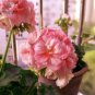 10 seeds Geranium Purely Pink Double Petals Dense Ball-shaped Perennial Bonsai Flowers