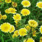 30 seedsLayia Elegans Garden Flowers Seeds