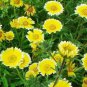 30 seedsLayia Elegans Garden Flowers Seeds