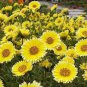 30 seedsLayia Elegans Garden Flowers Seeds