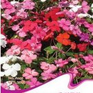 20 seeds Impatiens Walleriana Tempo Wedgewood Mix Seeds Garden Seeds