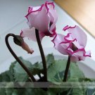 5 seeds New Light Pink Plicated Cyclamen with Red Edge Flower Seeds