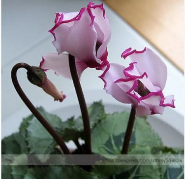 5 seeds New Light Pink Plicated Cyclamen with Red Edge Flower Seeds