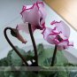 5 seeds New Light Pink Plicated Cyclamen with Red Edge Flower Seeds