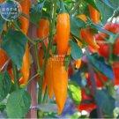 20 seeds Chilli Bulgarian Carrot Hot Pepper Seeds