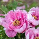 5 seeds Peony Peach-red Golden Perennial Tree Flower Seeds double petals big blooms home garden