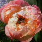 5 seeds Peony Peach-red Golden Perennial Tree Flower Seeds double petals big blooms home garden