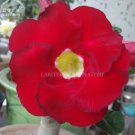 2 seeds Taiwan Deep Red Adenium Desert rose