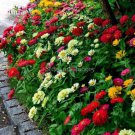 50 seeds Rare Beautiful Mixed Zinnia Flowers Youth-and-old-age